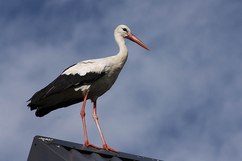 Stork photo
